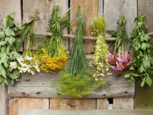 Rośliny lecznicze dla wzmocnienia układu odpornościowego