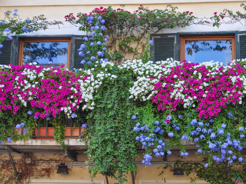 Kwiaty na balkonie