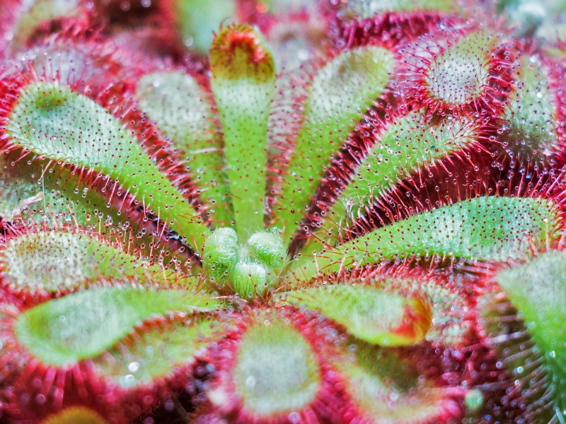 Rośliny mięsożerne