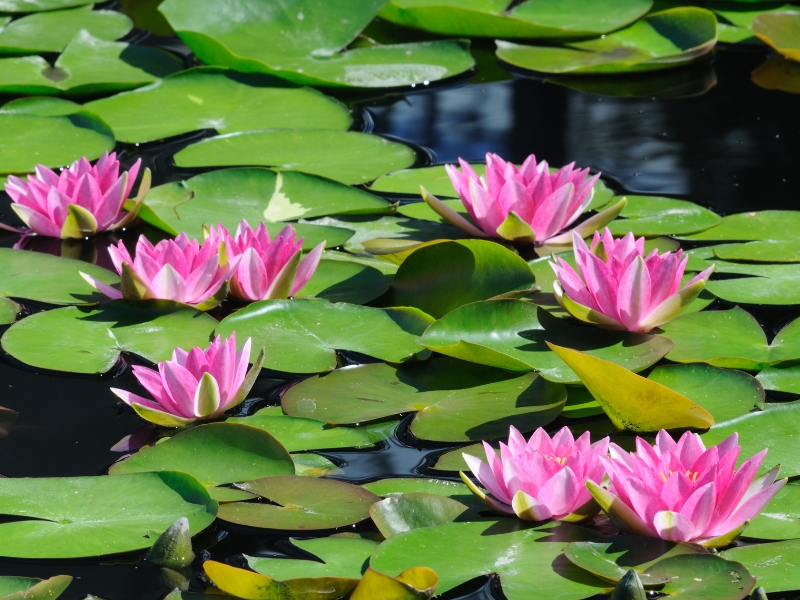 Wspaniałe rośliny wodne