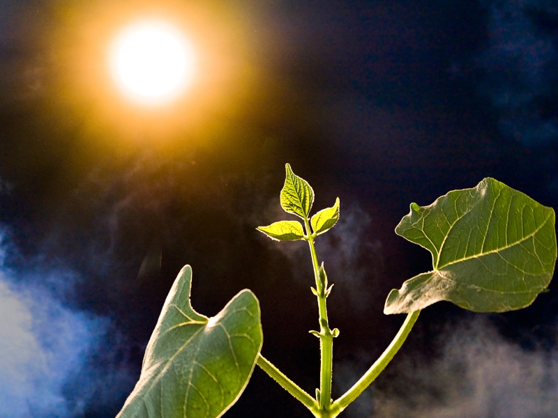 Rośliny a cykl węglowy