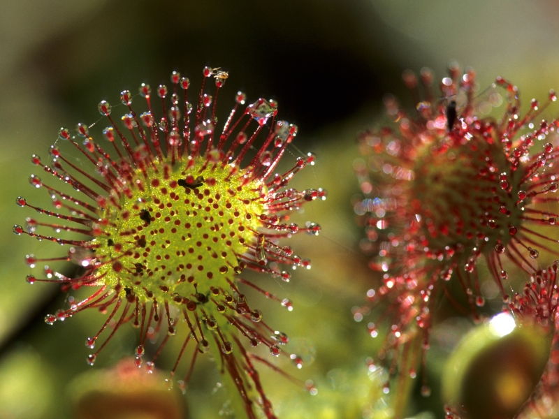 Rośliny mięsożerne