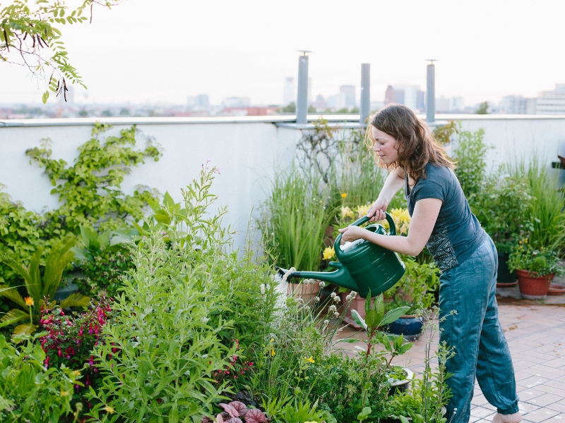Rośliny a miejskie środowisko