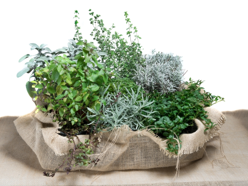 Rośliny aromatyczne i olejki eteryczne