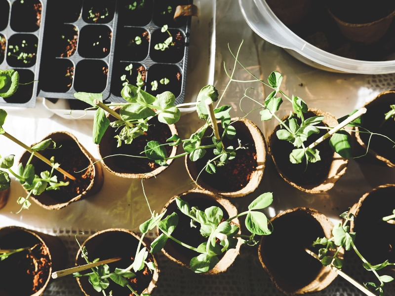 Rośliny w garbarstwie