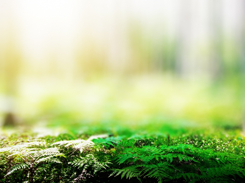 Wpływ roślin na jakość powietrza