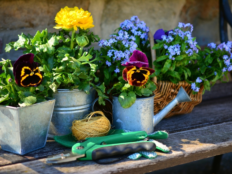 Pielęgnacja roślin doniczkowych