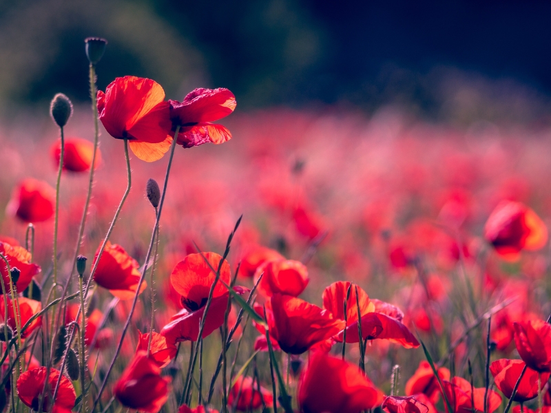 Sadzenie kwiatów jednorocznych