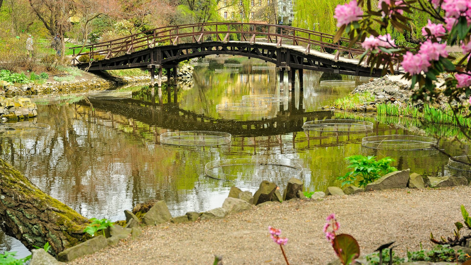 Ogród naturalistyczny - jak dbać o bioróżnorodność w ogrodzie?