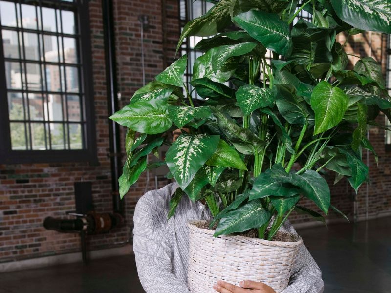 Rośliny w magazynach – nowy trend w logistyce