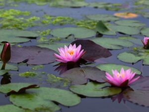 Jakie rośliny najlepiej oczyszczają wodę?