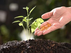 Jak przyspieszyć wzrost roślin w ogrodzie i domu?