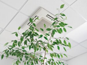 Czy klimatyzacja domowa ma wpływ na rośliny?